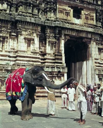 Un uomo benedetto da un elefante al Tempio di Varadarajaswamy
